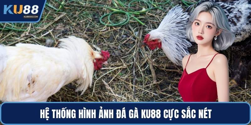 Hệ thống hình ảnh đá gà KU88 cực sắc nét